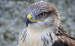 Хищная птица сокол