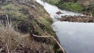 Охота на бобра с заподно-сибирскими лайками(Настоящая охота! Если вам нравится видео подписывайтесь на канал и рассказывайте о видео и о канале свои. 2015-12-22T19:26:36.000Z)