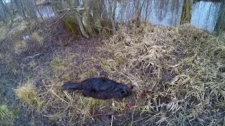 Охота #88 охота на бобра(E-mail: hunterworld777@gmail.com ○ Instagram Мир Охотника: ▻ http://www.instagram.com/hunterworld777/ ○ группа вКонтакте