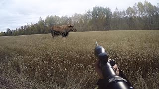 Охота #48 загонная охота, три лося(В данном видео показаны действия происходящие на охоте, этот видео фильмы является исключительно научно-до. 2015-12-17T07:00:01.000Z)