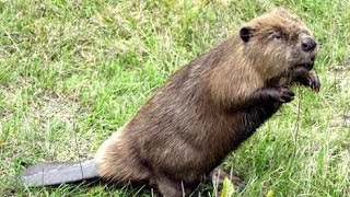 Охота на бобра, с магнитом! :)(товары для охоты из Китая: http://ali.pub/evxbm =============== Я В СОЦ.СЕТЯХ Вконтакте:https://vk.com/tolstovhunter твиттер:https://t. 2016-10-31T13:59:12.000Z)