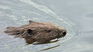 Охота на бобра 2016(Извините за звук . коплю на микрофон., 2016-10-06T22:12:27.000Z)