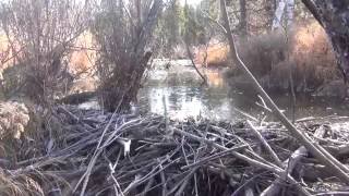 Таежный поход на хрустальную плотину бобра. Тайга, Сибирь, Рыбалка,охота ,выживание в тайге.(Таежный поход на хрустальную плотину бобра. Тайга, Сибирь, Рыбалка,охота ,выживание в тайге. Бобр может стро. 2016-10-04T12:49:45.000Z)