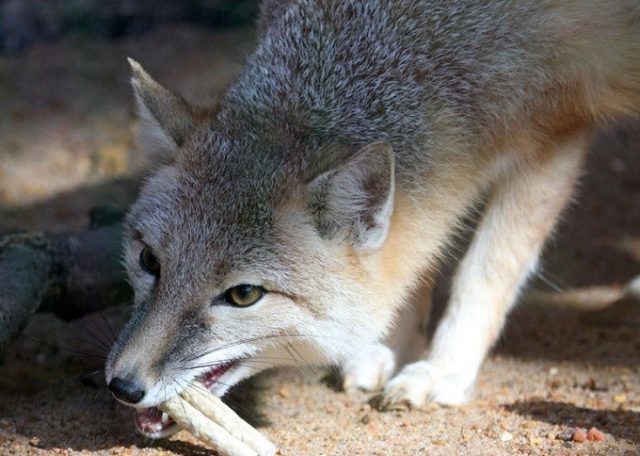 Чем питается корсак