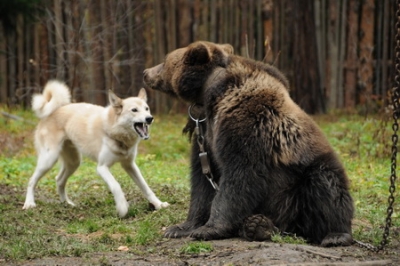 Воспитываем лайку-охотницу
