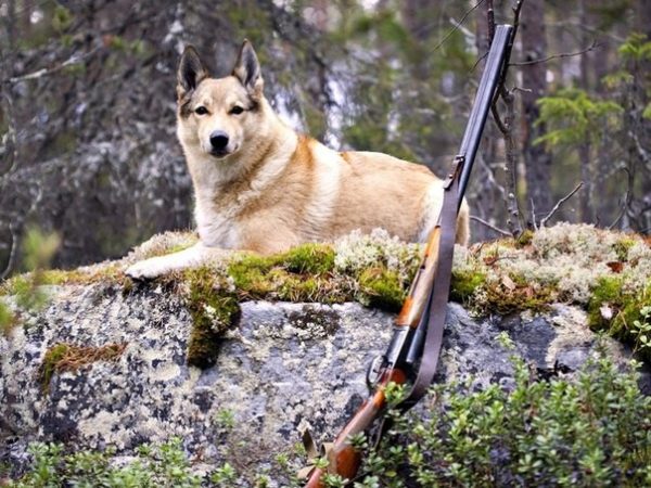 Как дрессировать лайку правильно?