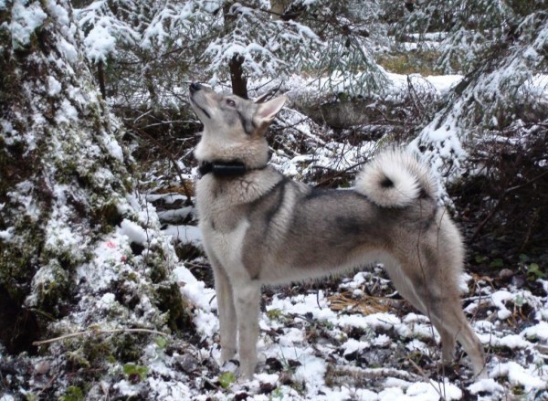 За секунду до подачи голоса