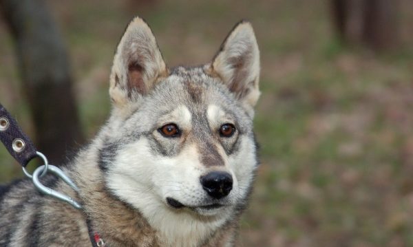Многие владельцы лаек используют кликер