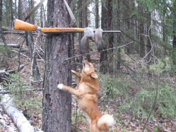 Итоги охоты на белок