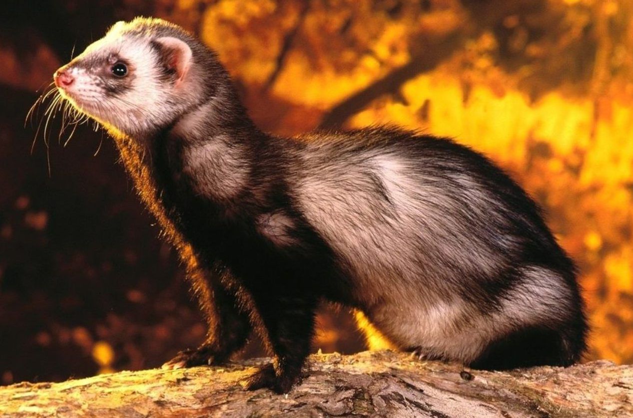 Как избавиться от хорька в курятнике