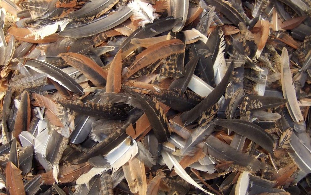 В качестве наживки можно применить перья пернатых: любознательный хищник непременно предпримет попытку подойти ближе и рассмотреть лакомый кусочек