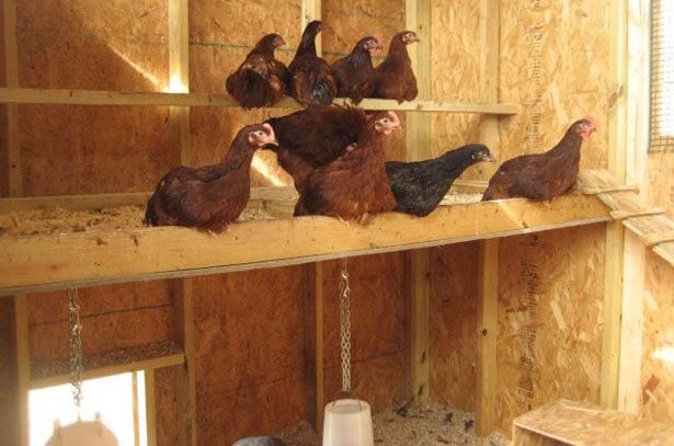 Если куры с утра прикованы к своим насестам, можно предположить, что ночью возле курятника бродил хорек