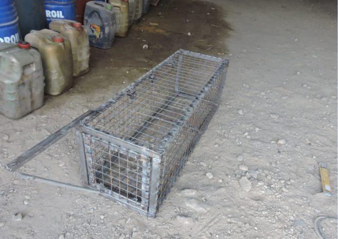 Самодельная ловушка для хорька