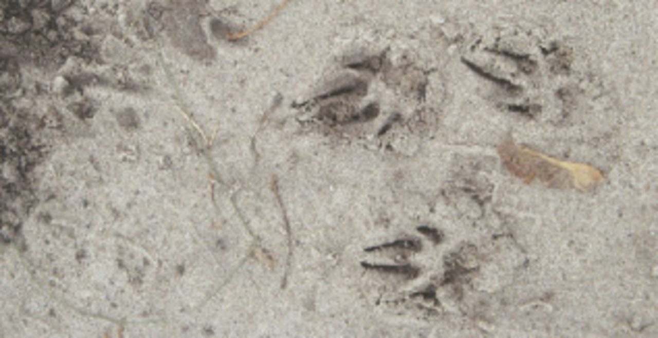 Следы хорька на песке