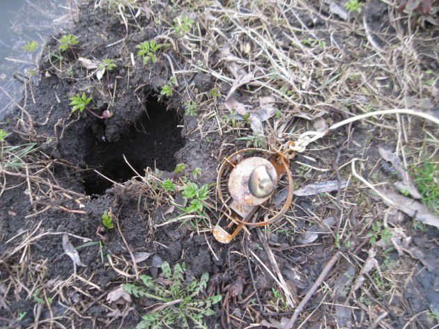 Ловушку необходимо размещать непосредственно возле норы