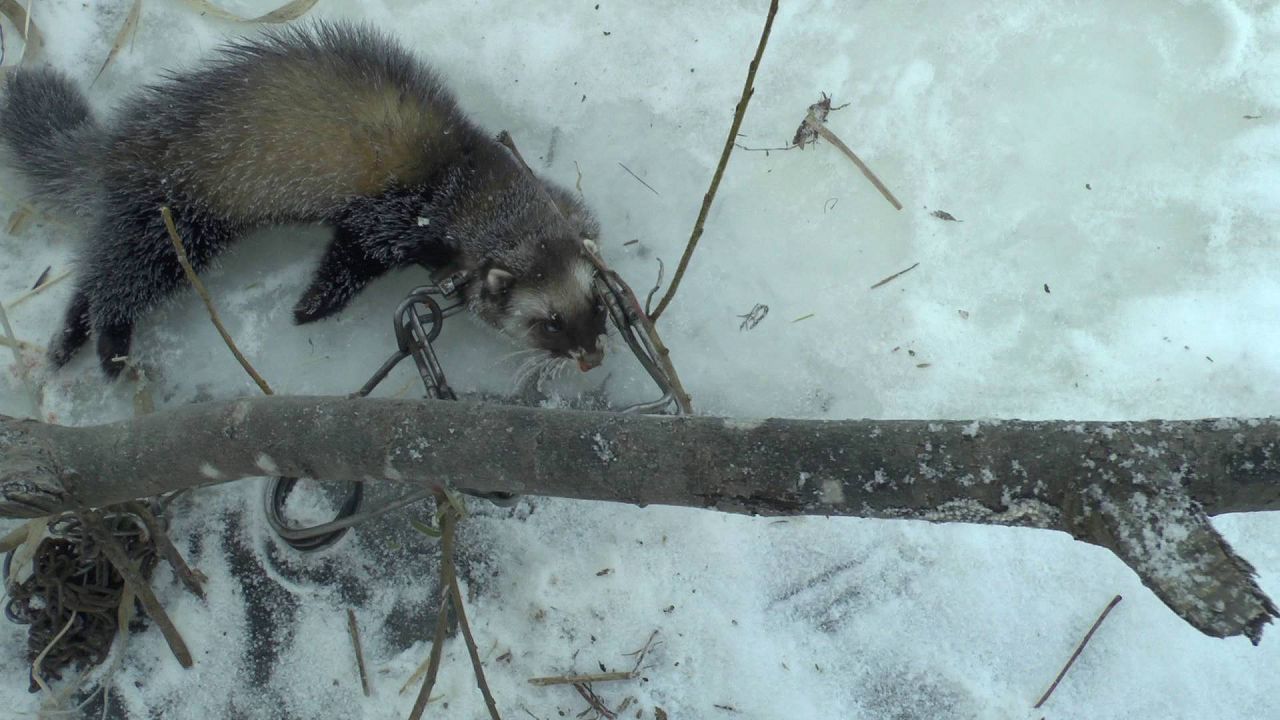 Неудачливый хорек попался в ловушку