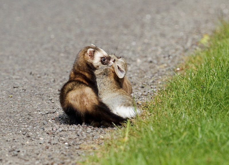 Как поймать хорька в курятнике