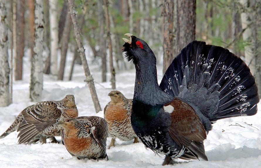 Самец глухаря на фоне самок