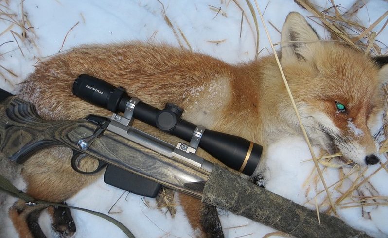 охота на лису с подхода