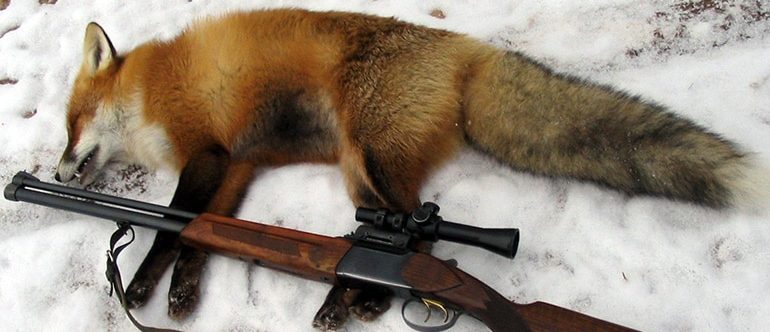 охота на лису с манком
