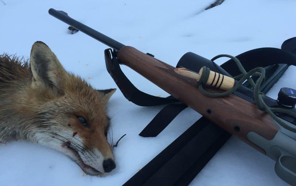 охота на лису с манком
