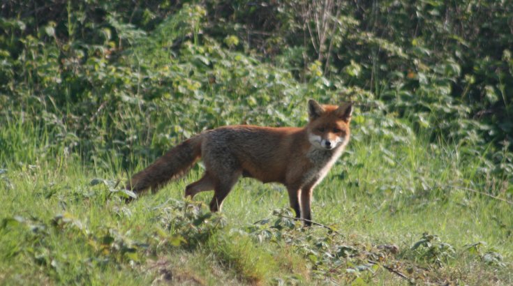 Лиса на зеленом фоне.
