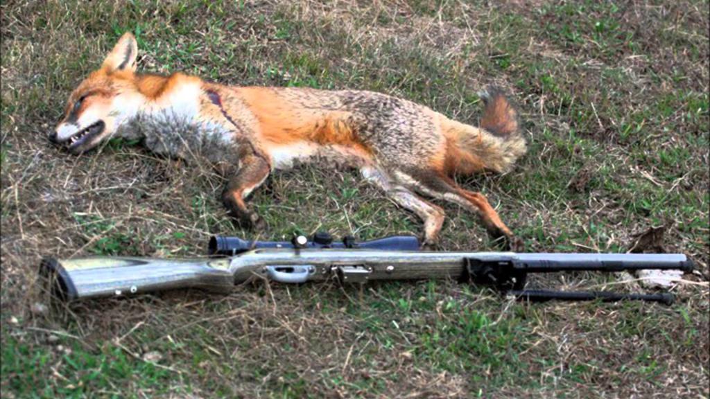 Лиса и винтовка на земле.