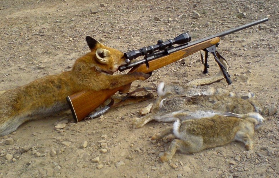 Лиса за снайперской винтовкой.