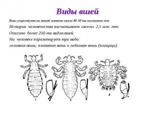 Виды вшей Вши существуют на нашей планете около 40-50 ти миллионов лет. История
