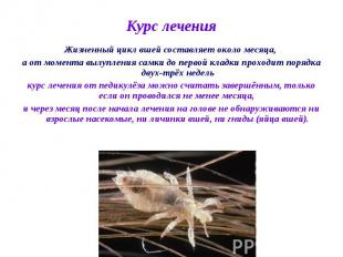 Курс лечения Жизненный цикл вшей составляет около месяца, а от момента вылуплени