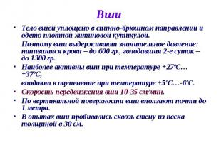 Вши Тело вшей уплощено в спинно-брюшном направлении и одето плотной хитиновой ку