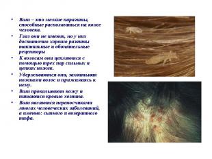 Вши – это мелкие паразиты, способные располагаться на коже человека. Вши – это м