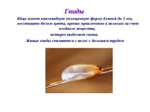 Гниды Яйцо имеет каплевидную уплощенную форму длиной до 1 мм, желтовато-белого ц