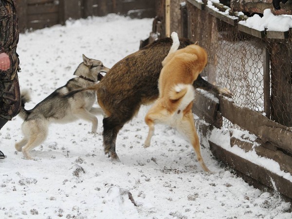 Фотогалерея натаска лайки фото - 8