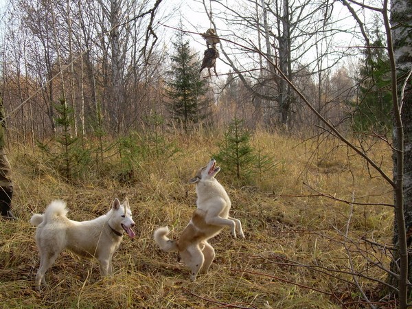 Фотогалерея натаска лайки фото - 9