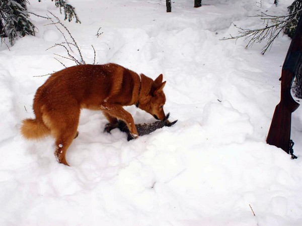 Фотогалерея натаска лайки фото - 2