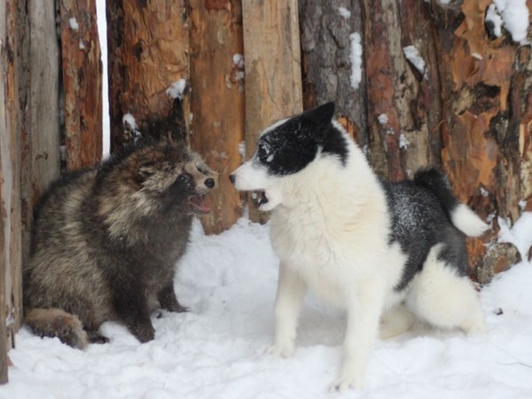 Фотогалерея натаска лайки фото - 7