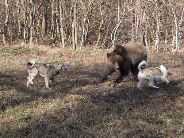 Фотогалерея натаска лайки фото - 5