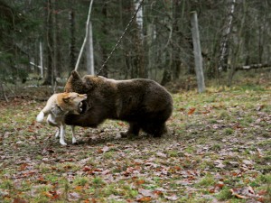 Особенности натаски лайки