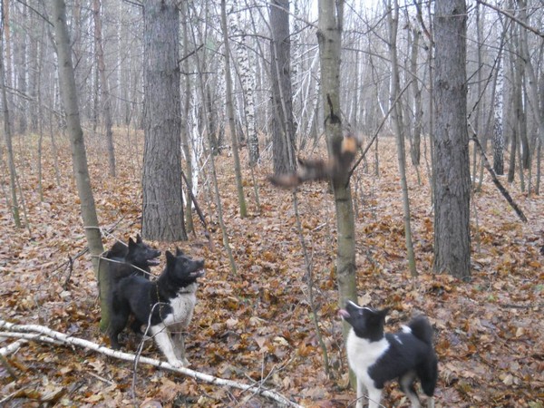 Фотогалерея натаска лайки фото - 6