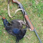 Охота по тетеревиным выводкам