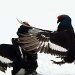 Тетерева драка