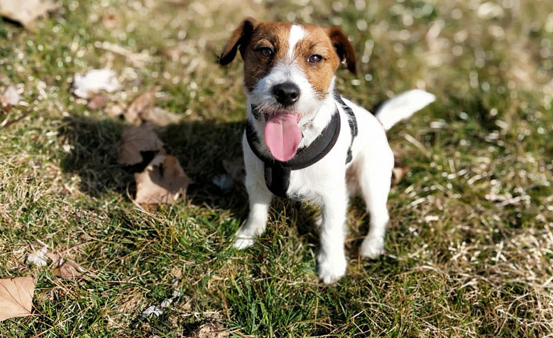 Развязывать кобеля данной породы рекомендуется не раньше 1,5 лет, а суку — в 2 года