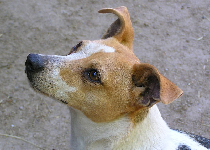 Джек-рассел-терьера рекомендуется кормить промышленным кормом, предназначенным для активных собак