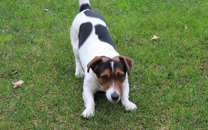 Согласно стандарту породы, у джек-рассела должен преобладать белый цвет