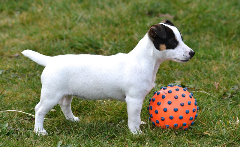 Покупать джек-рассел-терьера следует только с документами