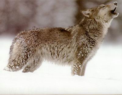 охота на волка скрадом