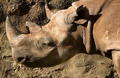 Носорог описание животного