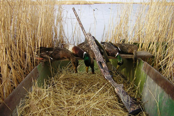 Охота на утку, осеняя охота на утку, как прицелиться в утку, как стрелять по утке, как стрелять на охоте на утку, охота на утку на перелетах, охота на утку с подхода, охота на уток с чучелами, охота на утку на пролетах, охота на утку с подъезда, дробь на охоте на утку 