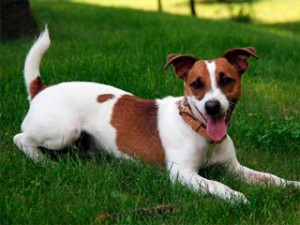 Охота с Джек-Рассел терьером